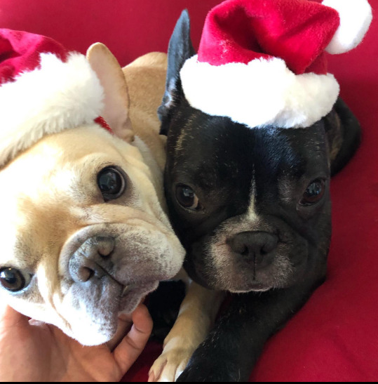 草彅剛の愛犬 クルミとレオン 画像